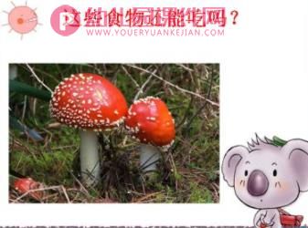 大班安全课件PPT《食品安全就在你我身边》PPT课件图片