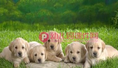 大班健康课件PPT《小眼睛要爱护》PPT课件图片