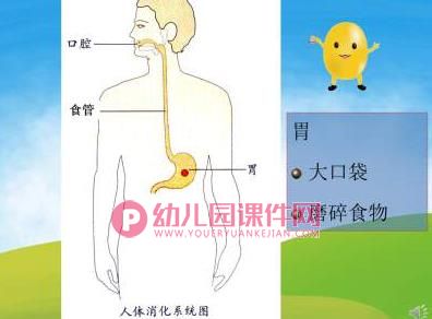 大班健康课件PPT《小豆子的旅行》PPT课件音频图片