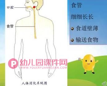 大班健康课件PPT《小豆子的旅行》PPT课件音频图片