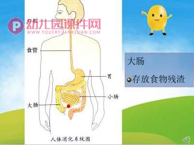 大班健康课件PPT《小豆子的旅行》PPT课件音频图片