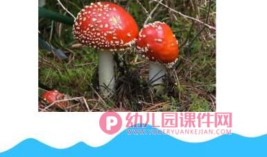 大班健康课件PPT《食品安全》PPT课件图片