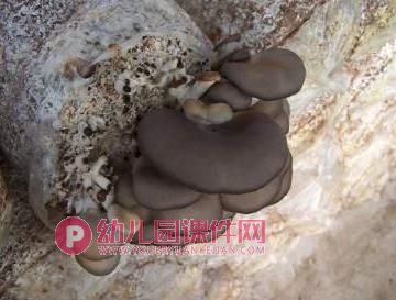 大班健康课件PPT《好吃的蘑菇》PPT课件图片
