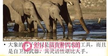 大班综合健康课件PPT《奇妙的鼻子》PPT课件图片