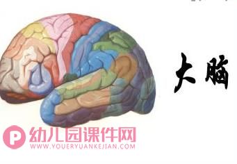 大班健康课件PPT《大脑总司令》PPT课件图片