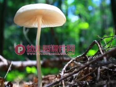 大班健康课件PPT《好吃的蘑菇》PPT课件图片