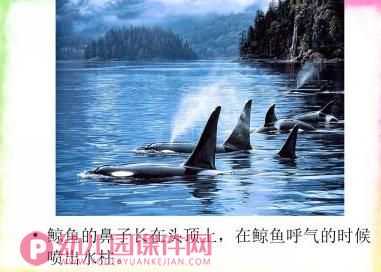 大班综合健康课件PPT《奇妙的鼻子》PPT课件图片