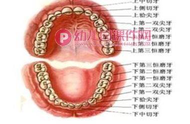 大班健康优质课课件PPT《换牙庆祝会》PPT课件图片