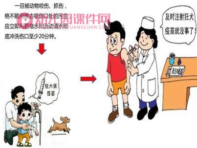 大班健康课件PPT《小猫小狗会伤人》PPT课件图片