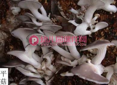 大班健康课件PPT《好吃的蘑菇》PPT课件图片