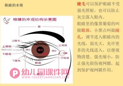 大班健康保健课件PPT《眼睛的秘密》PPT课件图片