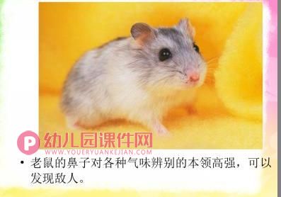 大班综合健康课件PPT《奇妙的鼻子》PPT课件图片