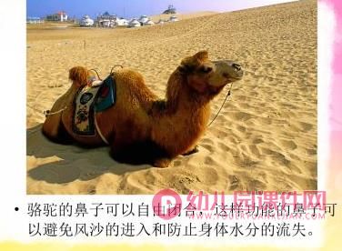 大班综合健康课件PPT《奇妙的鼻子》PPT课件图片