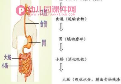 大班健康课件PPT《我们吃的东西哪里去了》PPT课件音乐图片