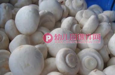 大班健康课件PPT《好吃的蘑菇》PPT课件图片