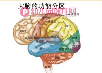 大班健康课件PPT《大脑总司令》PPT课件图片