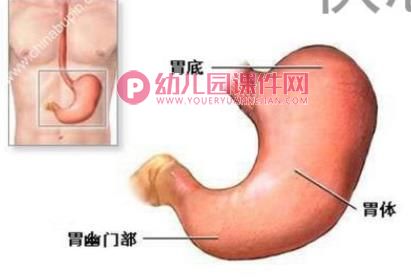 大班健康活动课件PPT《保护我们的胃》PPT课件图片