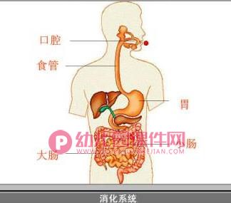 大班健康课件PPT《小豆子的旅行》PPT课件音频图片