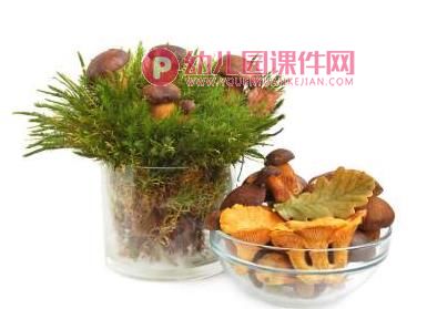 大班健康课件PPT《好吃的蘑菇》PPT课件图片
