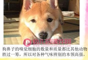 大班综合健康课件PPT《奇妙的鼻子》PPT课件图片