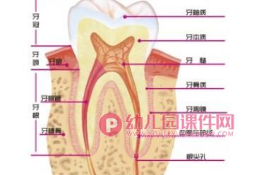 大班健康优质课课件PPT《换牙庆祝会》PPT课件图片