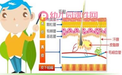 大班健康课件PPT《保护皮肤》PPT课件图片