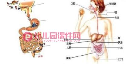 大班健康教育课件PPT《食物的旅行》PPT课件图片