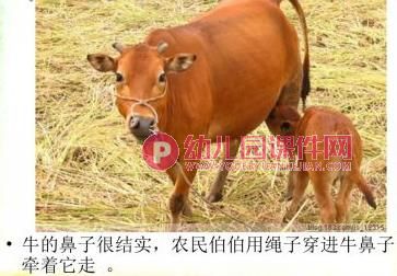 大班综合健康课件PPT《奇妙的鼻子》PPT课件图片