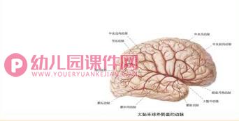 大班健康课件PPT《大脑总司令》PPT课件图片