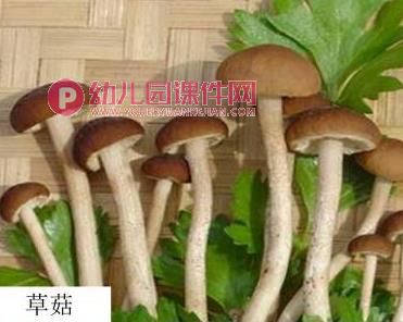 大班健康课件PPT《好吃的蘑菇》PPT课件图片