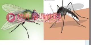 大班健康课件PPT《预防蚊虫》PPT课件图片