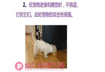 大班健康课件PPT《小猫小狗会伤人》PPT课件图片