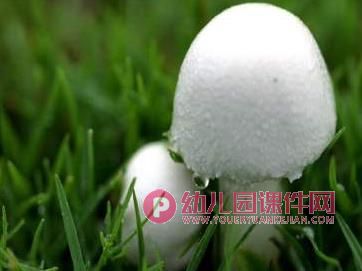 大班健康课件PPT《好吃的蘑菇》PPT课件图片