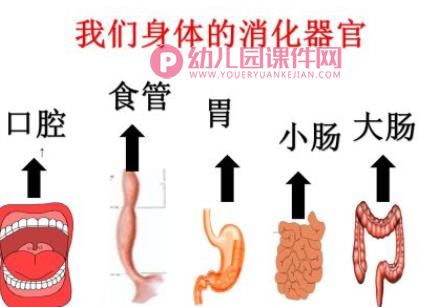 大班健康课件PPT《食物旅行记》PPT课件图片