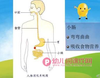 大班健康课件PPT《小豆子的旅行》PPT课件音频图片