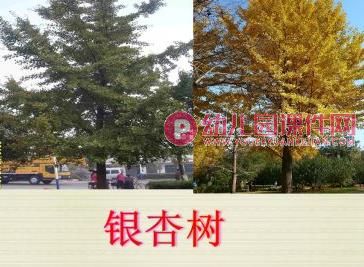 大班科学课件PPT《树叶宝宝回家了》PPT课件图片