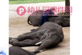 大班科学课件PPT《动物是怎么睡觉的？》PPT课件图片