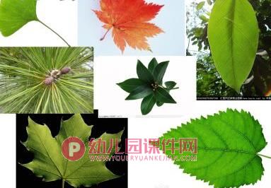 大班科学课件PPT《有趣的叶子》PPT课件图片