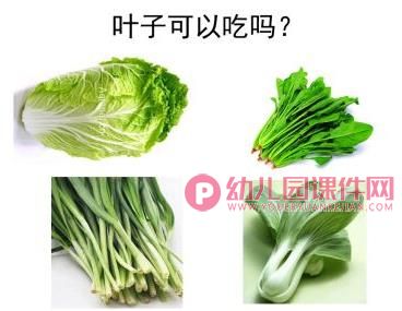 大班科学课件PPT《有趣的叶子》PPT课件图片