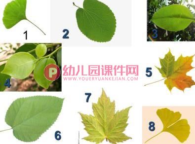大班科学课件PPT《有趣的叶子》PPT课件图片