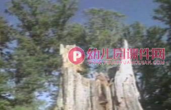 大班科学课件PPT《光与声音赛跑》PPT课件图片