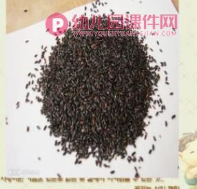 大班科学活动课件PPT《多种多样的米》PPT课件图片