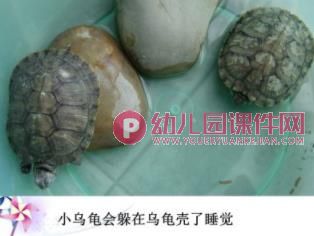 大班科学课件PPT《动物是怎么睡觉的？》PPT课件图片