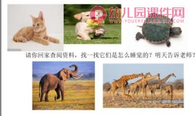 大班科学课件PPT《动物怎么睡觉》PPT课件图片