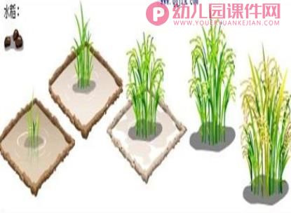大班科学活动课件PPT《多种多样的米》PPT课件图片