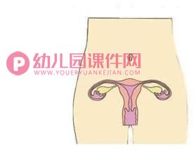 大班科学公开课课件PPT《我从哪里来》PPT课件视频图片