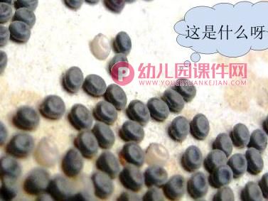 大班科学优质课课件PPT《蚕宝宝的一生》PPT课件图片