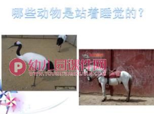 大班科学课件PPT《动物是怎么睡觉的？》PPT课件图片