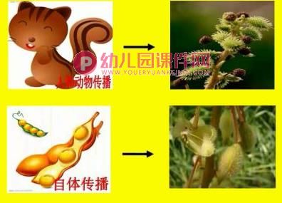 大班科学优质课课件PPT《种子的旅行》PPT课件图片