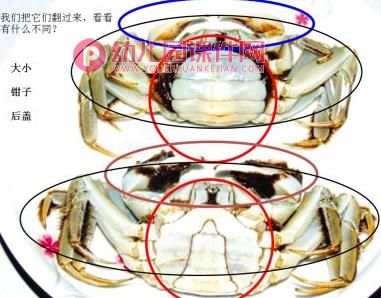 大班科学课件PPT《认识螃蟹》PPT课件图片